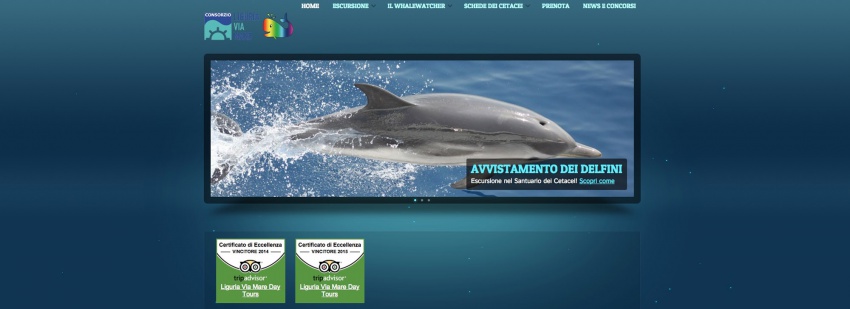 Avvistamento cetacei